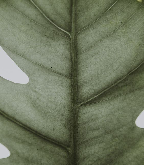 Blatt, Pflanze